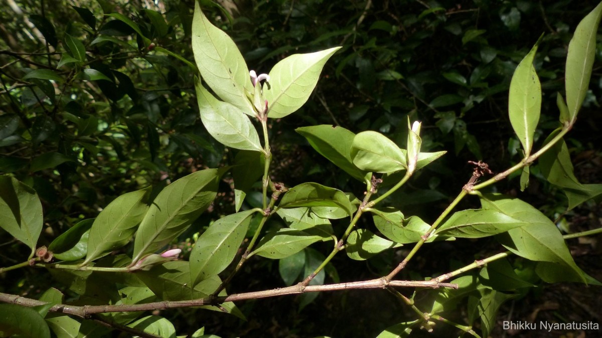 Gaertnera rosea Thwaites ex Benth.